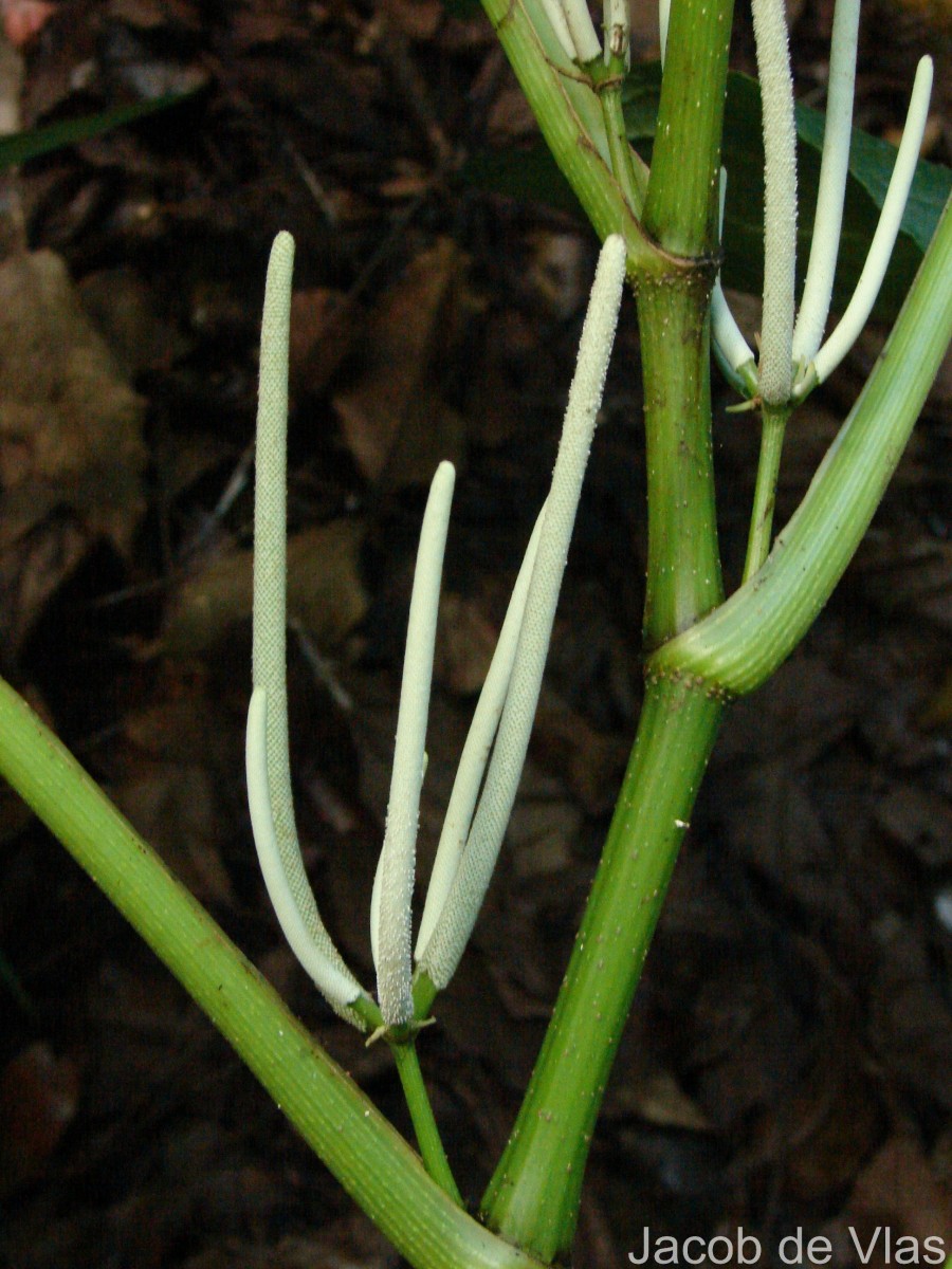 Piper umbellatum L.